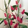 ვარდისფერი ქოთანში ყვავილი Pavonia ფოტო (ბალახოვანი მცენარე)