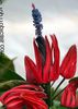 rød Pot Blomst Pavonia bilde (Urteaktig Plante)