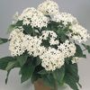 λευκό λουλούδι Pentas, Λουλούδι Αστέρι, Αστρικό Σμήνος φωτογραφία (Ποώδη)