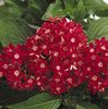 წითელი ყვავილების Pentas, ვარსკვლავი ყვავილი, ვარსკვლავი კასეტური ფოტო (ბალახოვანი მცენარე)