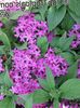 lilac Flower Pentas, Star Flower, Star Cluster photo (Herbaceous Plant)