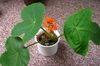 赤 鉢花 Peregrina、痛風工場、グアテマラルバーブ フォト (草本植物)