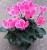 pink Flower Persian Violet photo (Herbaceous Plant)