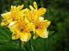 żółty Kwiat Alstroemeria zdjęcie (Trawiaste)