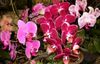 le printemps Phalaenopsis