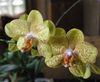 ყვითელი ყვავილების Phalaenopsis ფოტო (ბალახოვანი მცენარე)