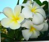 baltas Plumeria