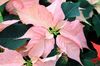 roze Bloem Poinsettia foto (Kruidachtige Plant)
