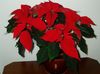 red Flower Poinsettia photo (Herbaceous Plant)