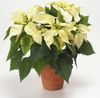 white Flower Poinsettia photo (Herbaceous Plant)