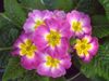 粉红色 花 报春花，木耳 照片 (草本植物)