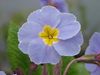 světle modrá Primula, Auricula