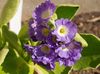 lilac Flower Primula, Auricula photo (Herbaceous Plant)