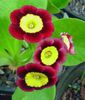 бордовый Цветок Примула фото (Травянистые)