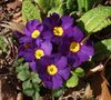 紫 报春花，木耳