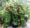 rood Pot Bloem Rangoon Creeper foto (Liaan)