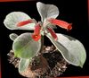 kırmızı Saksı çiçekleri Rechsteineria fotoğraf (Otsu Bir Bitkidir)