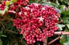 粉红色 盆花 红Leea，西印度冬青，冬青夏威夷 照片 (灌木)