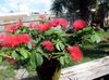 червоний Квітка Калліандра фото (Чагарник)