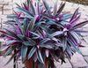 lilla Pot Blomst Rhoeo Tradescantia foto (Urteagtige Plante)