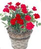 красный Цветок Розa фото (Кустарники)