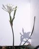 branco Pote flores Sea Daffodil, Sea Lily, Sand Lily foto (Planta Herbácea)