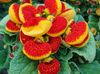 червоний Кімнатний квітка Кальцеолярия фото (Трав'яниста)