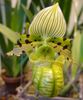 Tohveli Orkideat