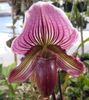 violetti Kukka Tohveli Orkideat kuva (Ruohokasvi)
