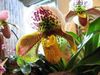 ყვითელი ყვავილების Slipper Orchids ფოტო (ბალახოვანი მცენარე)