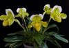 gul Blomma Toffel Orkidéer foto (Örtväxter)