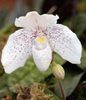 თეთრი ყვავილების Slipper Orchids ფოტო (ბალახოვანი მცენარე)