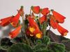 κόκκινος λουλούδι Smithiantha φωτογραφία (Ποώδη)