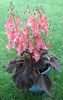 roze Bloem Smithiantha foto (Kruidachtige Plant)