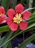 წითელი ყვავილების Sparaxis ფოტო (ბალახოვანი მცენარე)