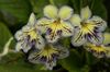 yellow Flower Strep photo (Herbaceous Plant)