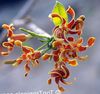 turuncu Saksı çiçekleri Strophantus fotoğraf (Tropik Sarmaşık)