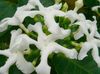 alb Oală Flori Tabernaemontana, Banane Bush fotografie (Arbust)