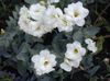თეთრი ყვავილების Texas მაჩიტა, Lisianthus, ტიტების Gentian ფოტო (ბალახოვანი მცენარე)