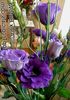 lacivert Texas Bluebell, Lisianthus, Lale Yılan Otu