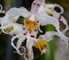 fehér  Tigris Orchidea, Gyöngyvirág Orchidea fénykép (Lágyszárú Növény)