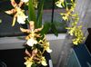 žltá Kvetina Tiger Orchidea, Konvalinka Orchidea fotografie (Trávovitý)