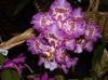 liila Kukka Tiger Orkidea, Kielo Orkidea kuva (Ruohokasvi)