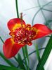 Tigridia, Μεξικάνικη Κέλυφος Λουλούδι