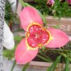 pembe çiçek Tigridia, Meksika Kabuk Çiçek fotoğraf (Otsu Bir Bitkidir)