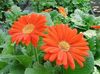 orange Blume Transvaal Daisy foto (Grasig)