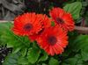 rot Blume Transvaal Daisy foto (Grasig)