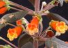 oranje Bloem Boom Gloxinia foto (Kruidachtige Plant)
