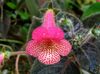 rosa Fiore Albero Gloxinia foto (Erbacee)