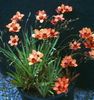 поморанџа Цвет Тритониа фотографија (Травната)